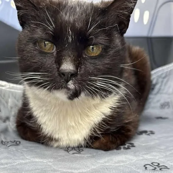 Pj Aka Puddle Jumper