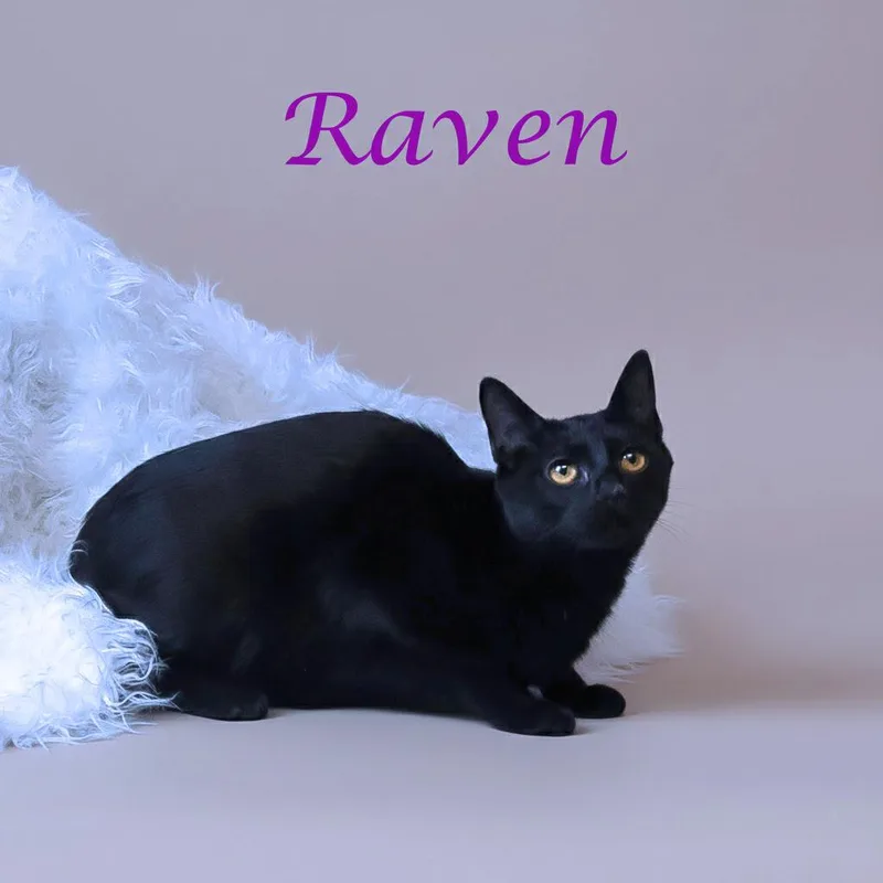 Raven C thumbnail 2