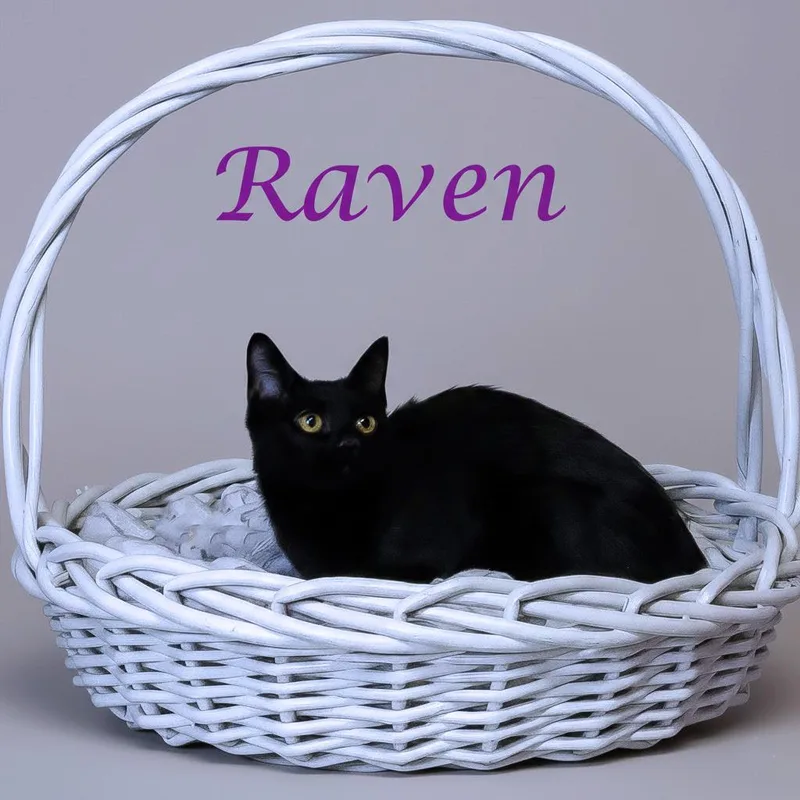 Raven C thumbnail 3