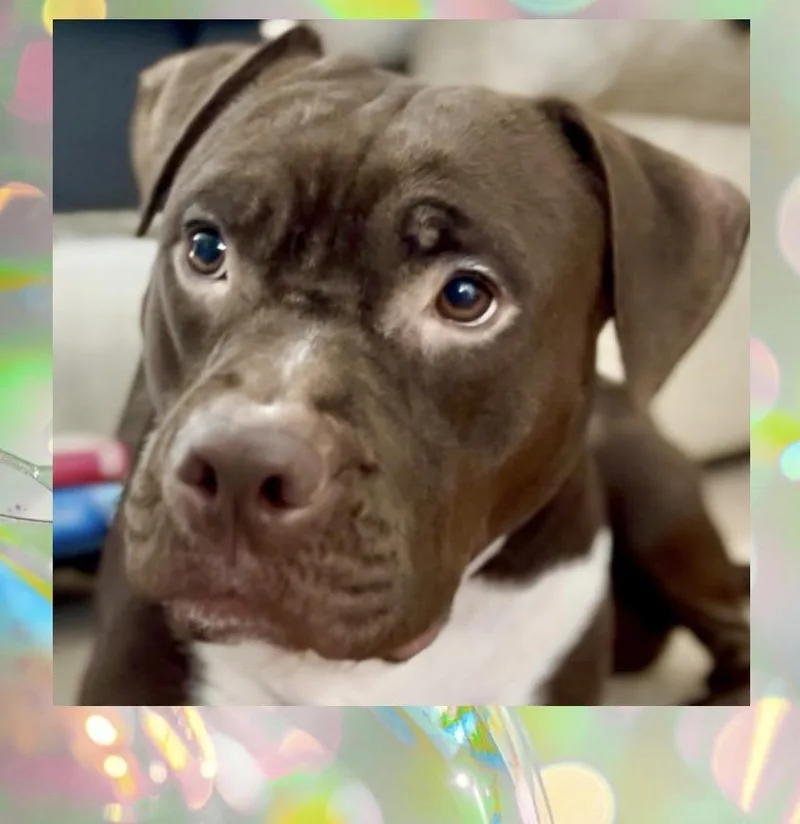 Molly Mia Courtesy Listing thumbnail 2