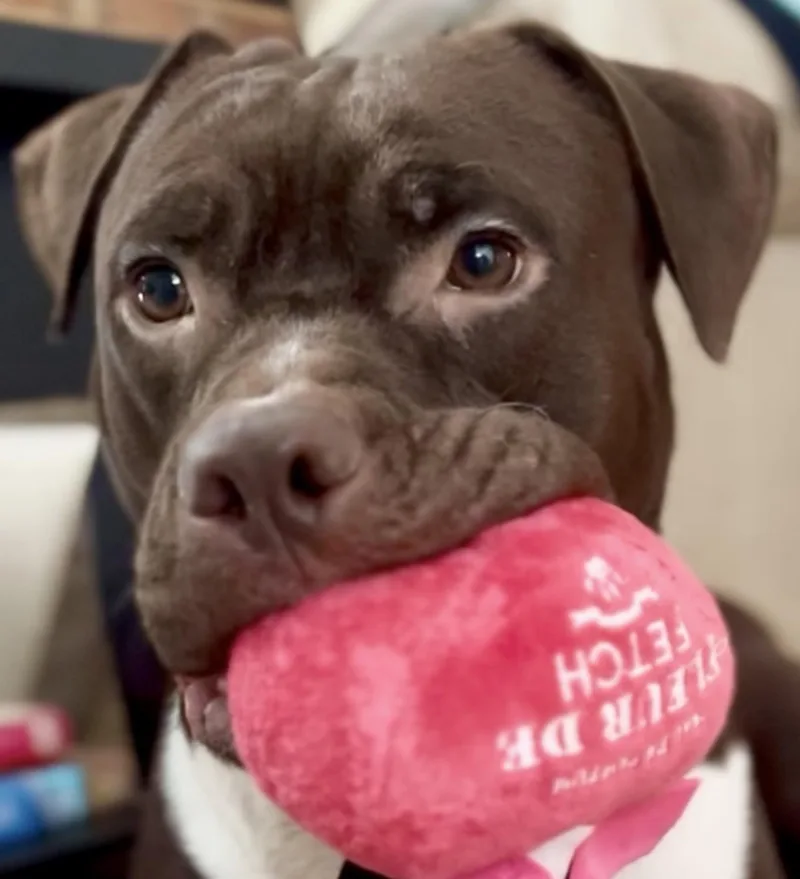 Molly Mia Courtesy Listing thumbnail 4