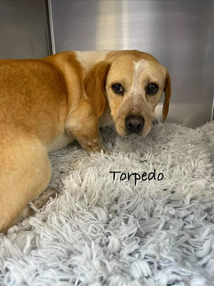 Torpedo