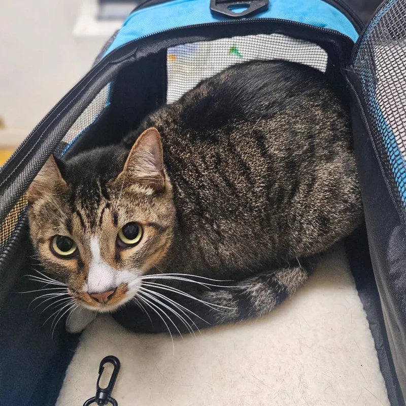 Heartboy thumbnail 3