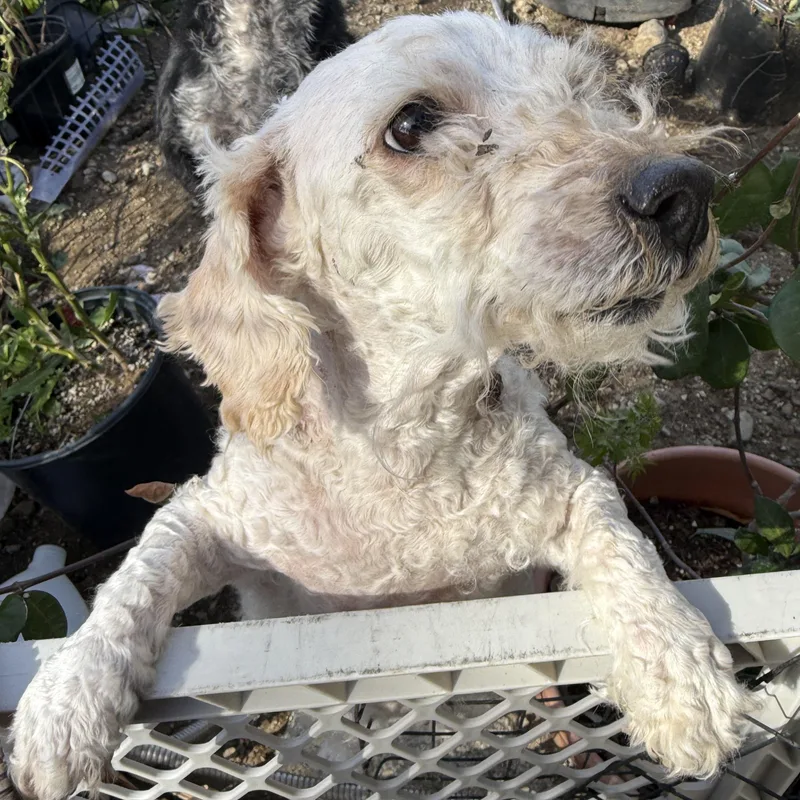 Ms. Cutie Maddy thumbnail 3