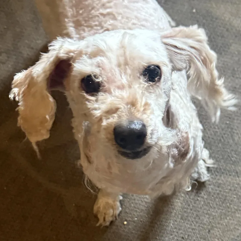 Ms. Cutie Maddy thumbnail 4