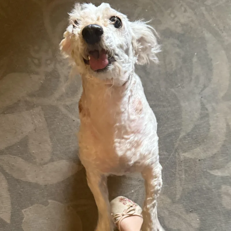 Ms. Cutie Maddy thumbnail 5