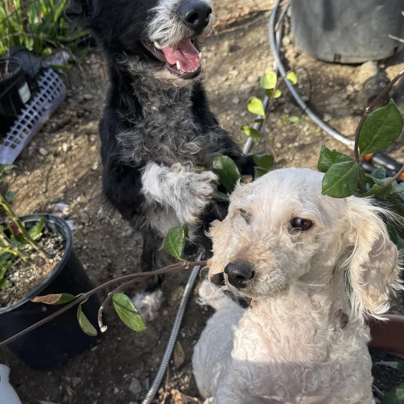 Ms. Cutie Maddy thumbnail 6