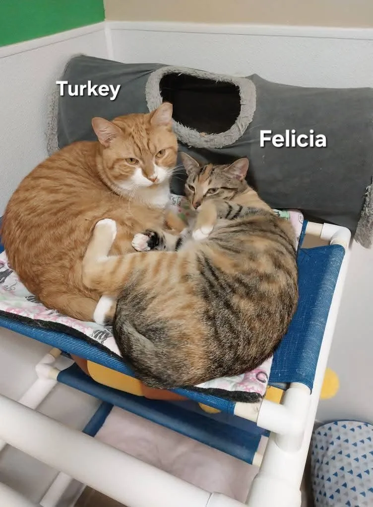 Turkey And Felicia thumbnail 2