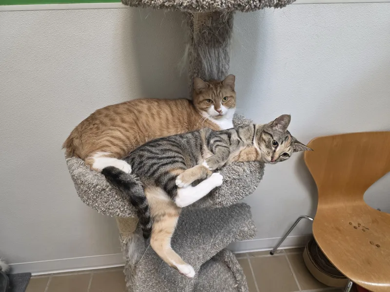 Turkey And Felicia thumbnail 4