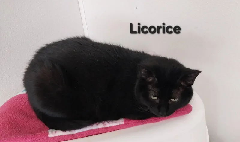 Licorice thumbnail 2