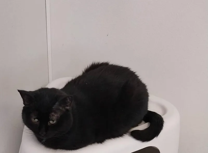 Licorice thumbnail 3