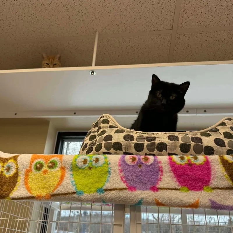 Licorice thumbnail 4