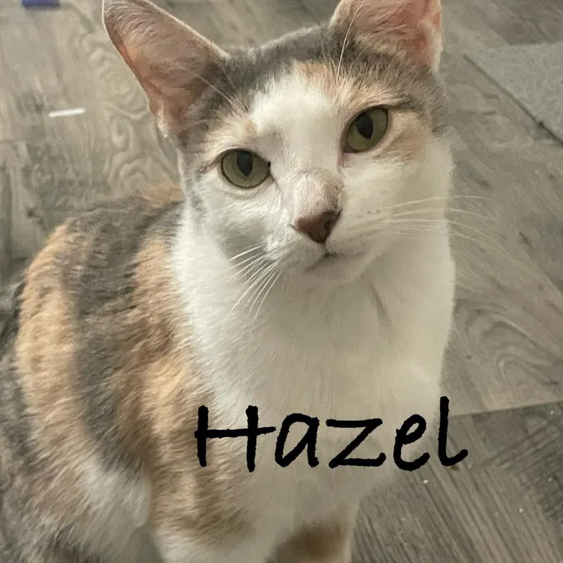 Hazel @pawz Pet Cafe