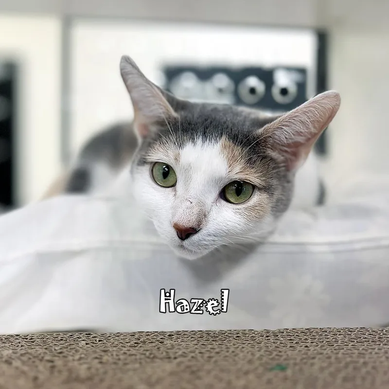 Hazel @pawz Pet Cafe thumbnail 2