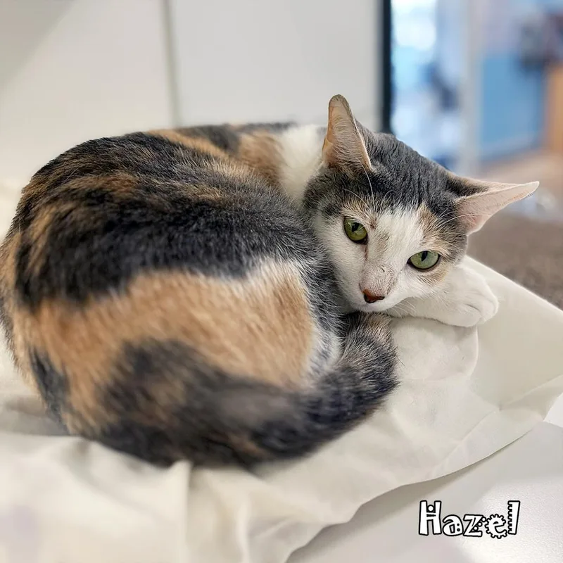 Hazel @pawz Pet Cafe thumbnail 3