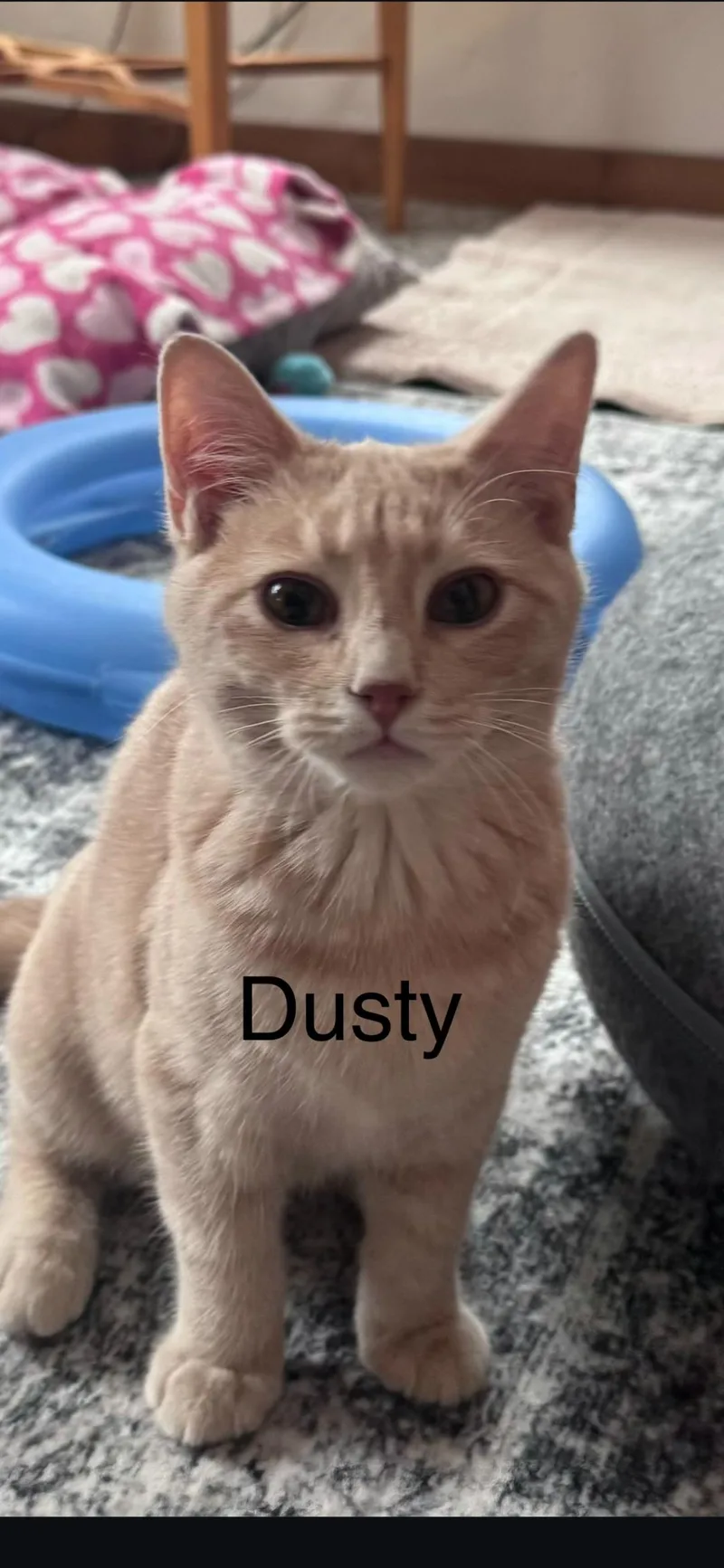 Dusty