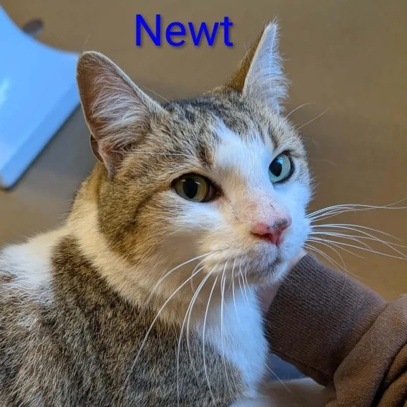 Newt @ Pawz Pet