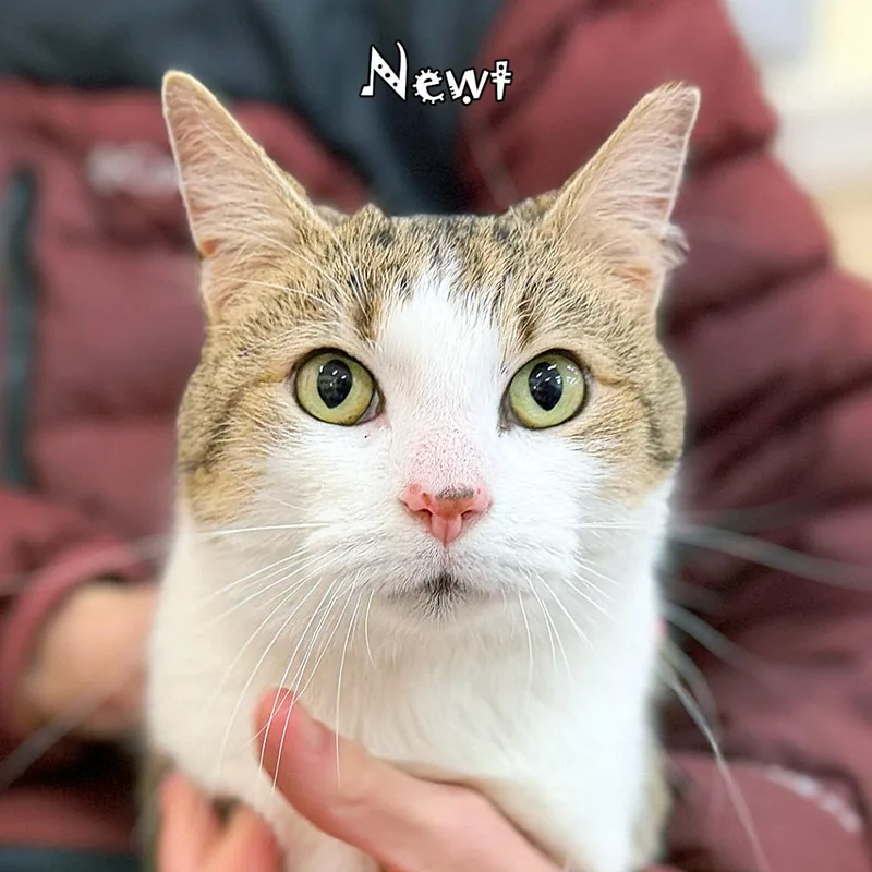 Newt @ Pawz Pet thumbnail 2