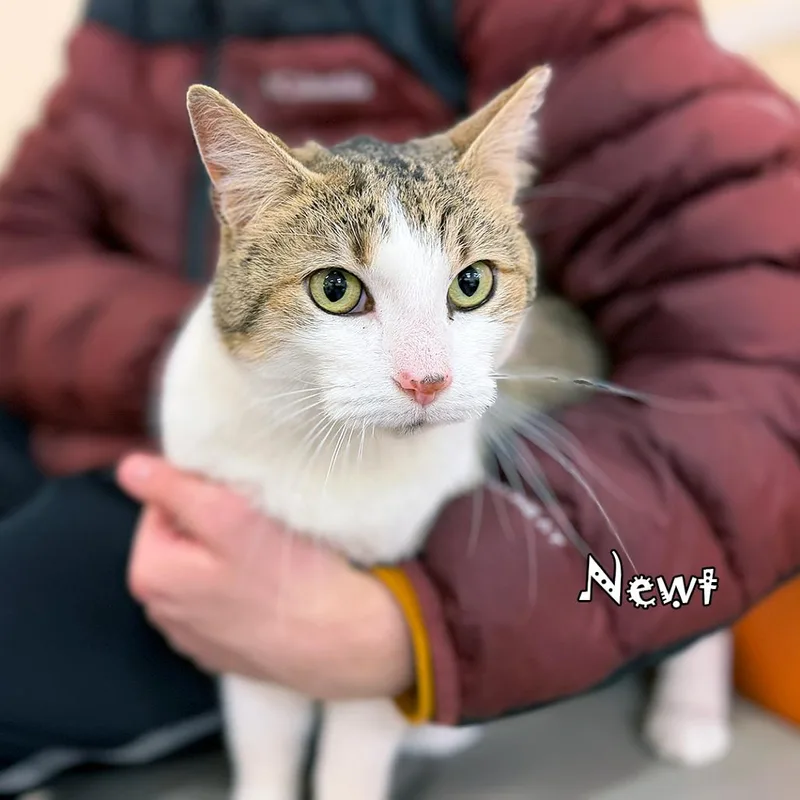 Newt @ Pawz Pet thumbnail 3