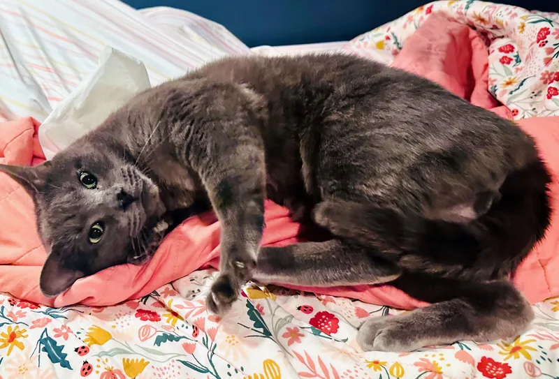 Major Tom thumbnail 2