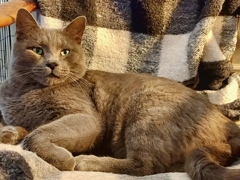 Major Tom thumbnail 3