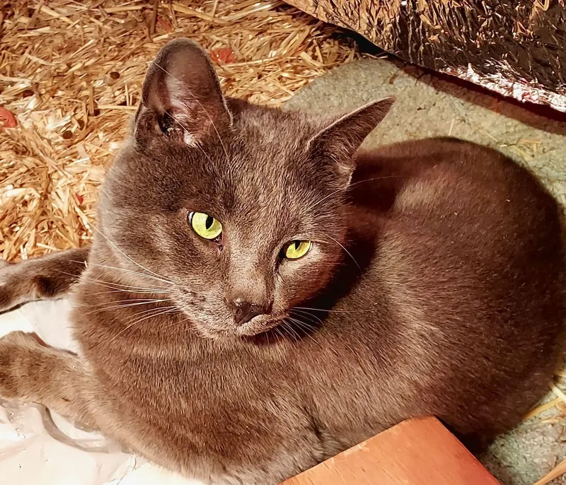 Major Tom thumbnail 4