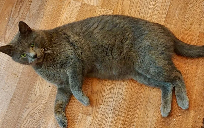 Major Tom thumbnail 5