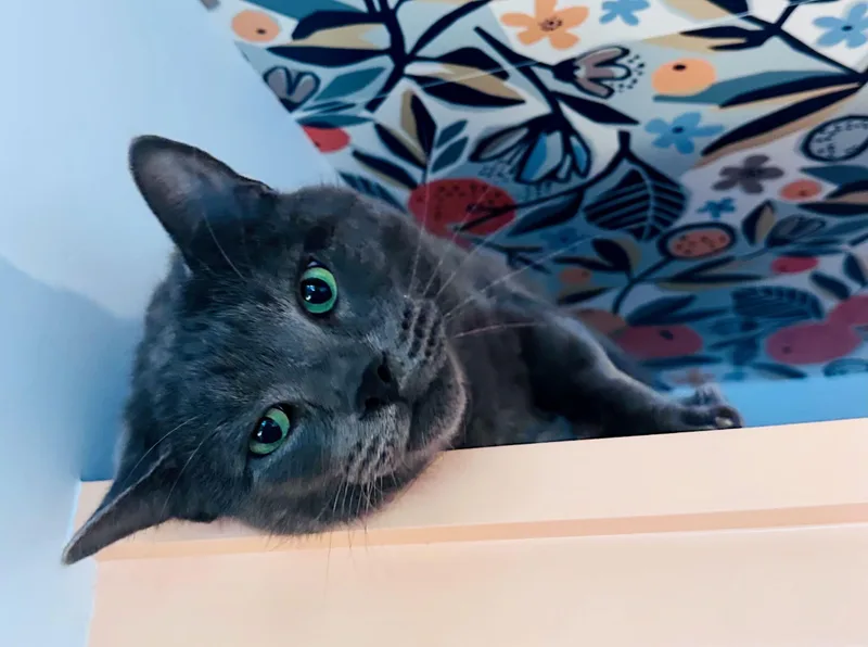 A young large-sized male Gray / Blue / Silver Domestic Short Hair cat named Major Tom for adoption in The Dalles, OR