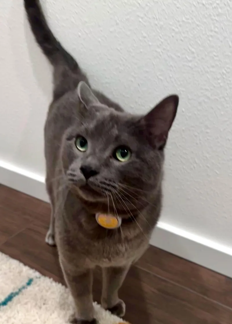 Major Tom thumbnail 6