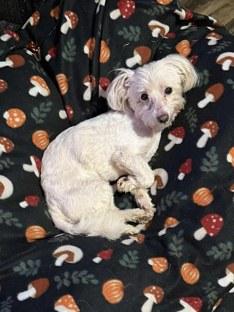 A senior small-sized male Havanese dog named Dexter for adoption in Westwood, NJ