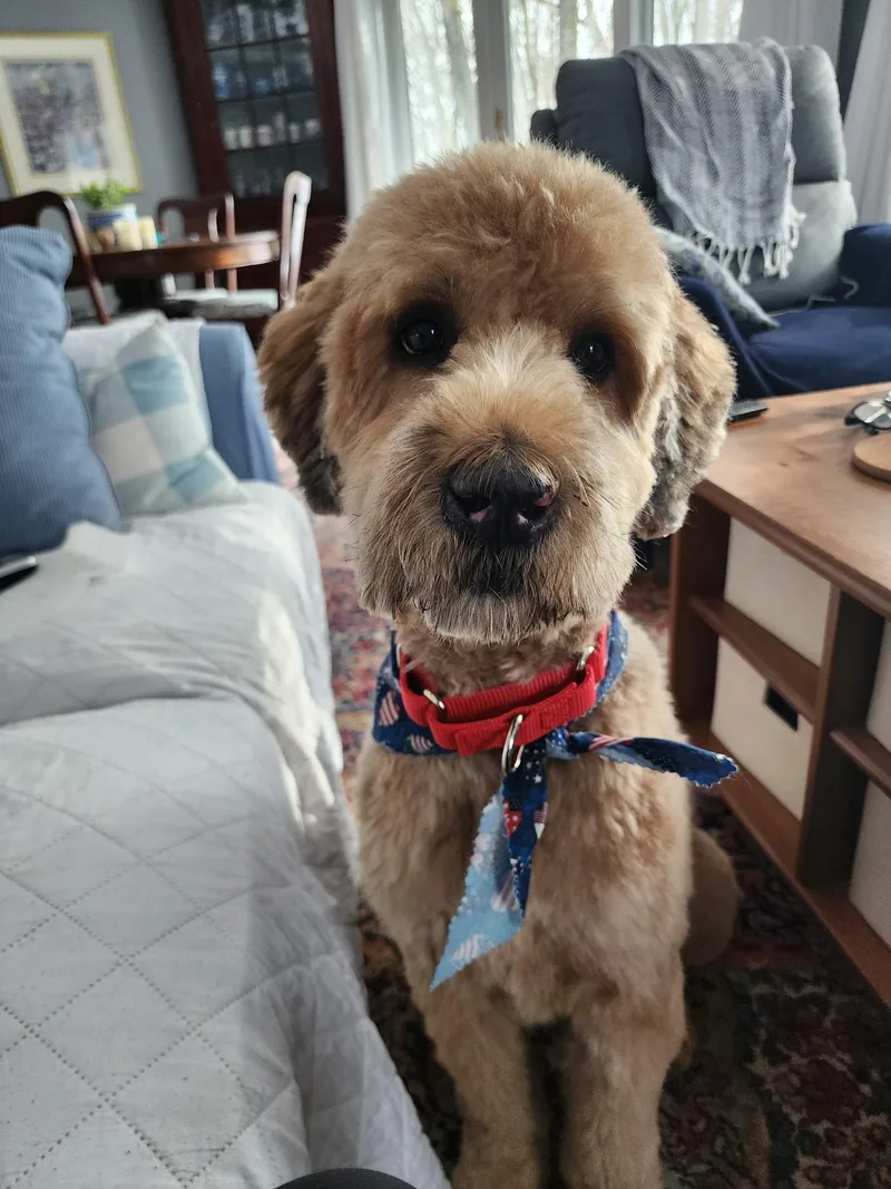 An adult medium-sized male Goldendoodle dog named Cheeto for adoption in Westwood, NJ