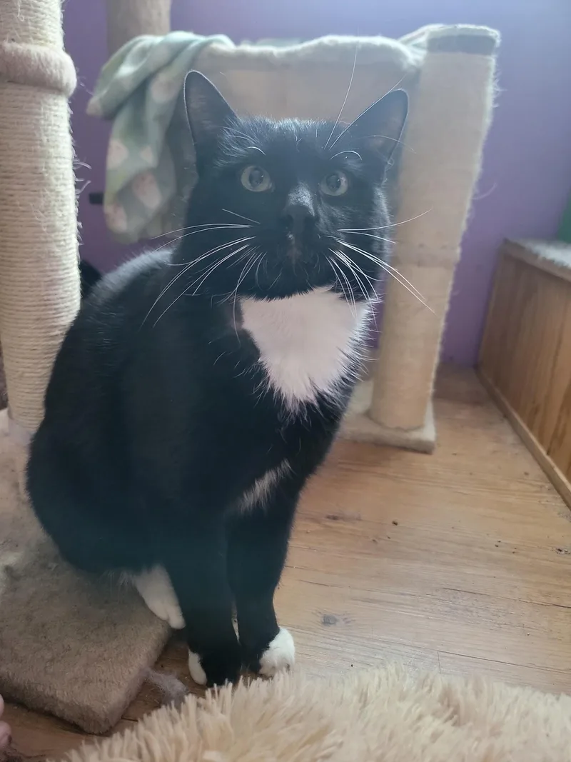 James Bond thumbnail 3