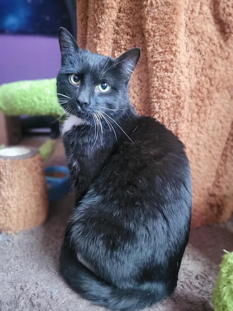 James Bond thumbnail 4