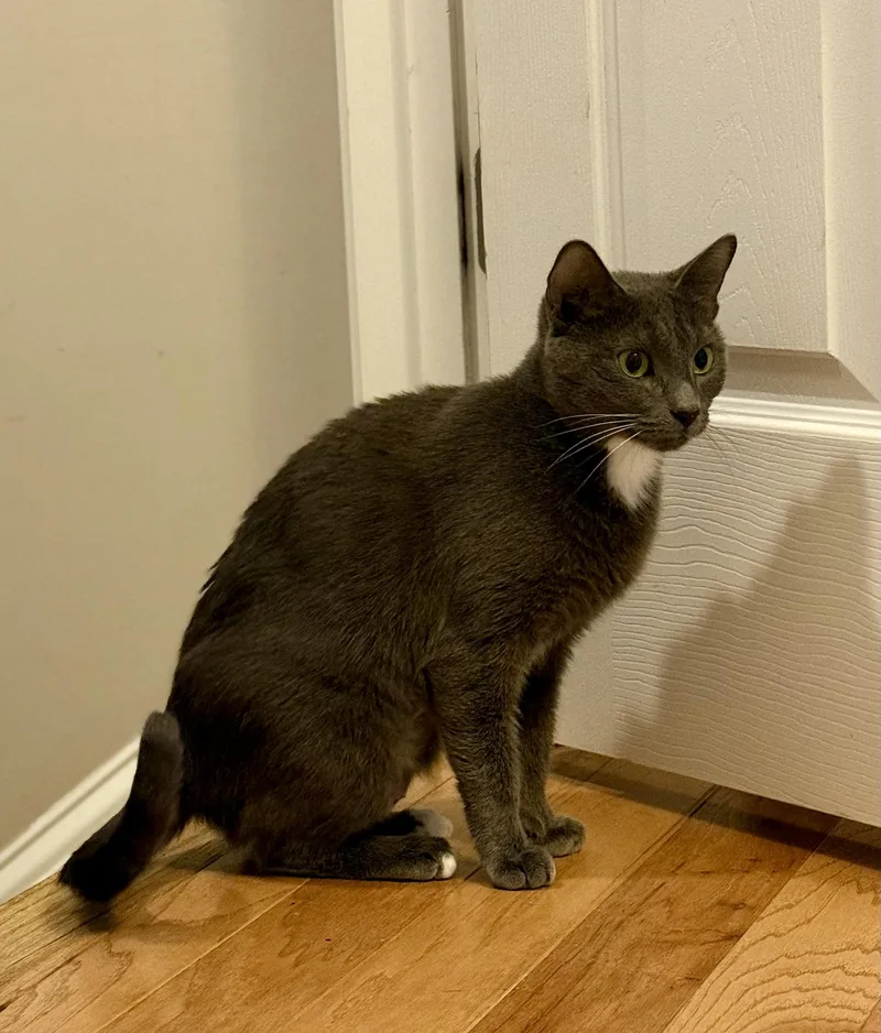 Holly The Mama Cat thumbnail 2