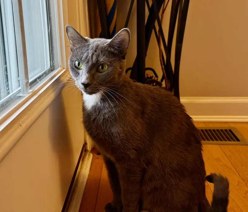 Holly The Mama Cat thumbnail 3