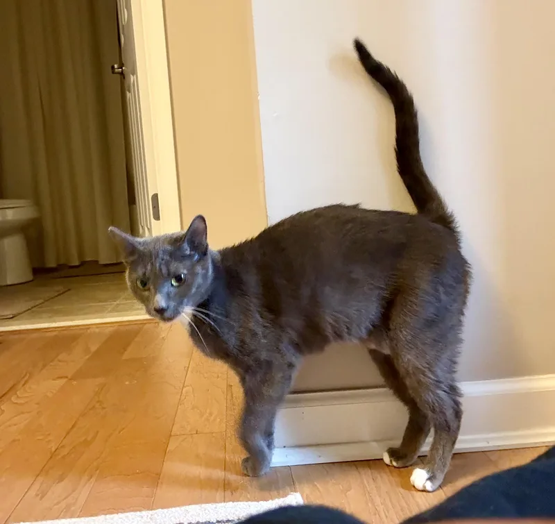 Holly The Mama Cat thumbnail 4