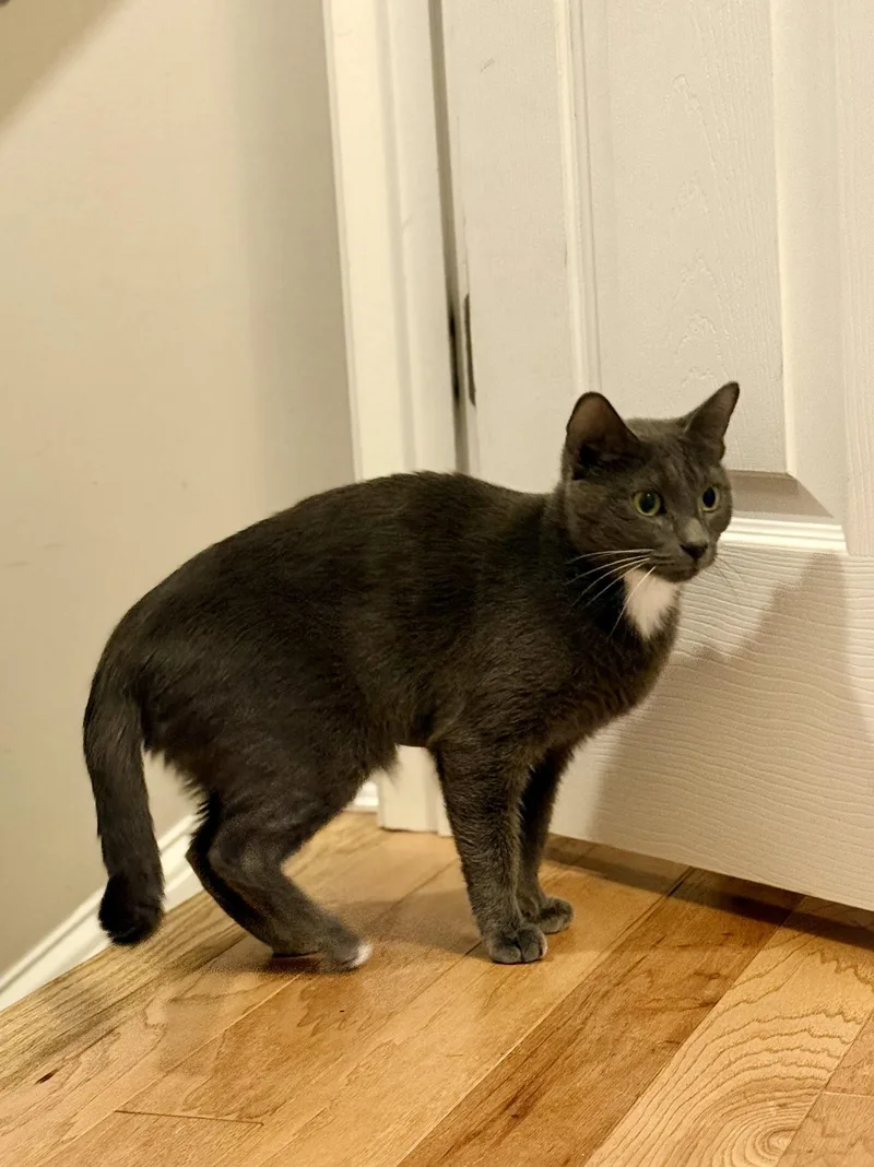 Holly The Mama Cat thumbnail 5