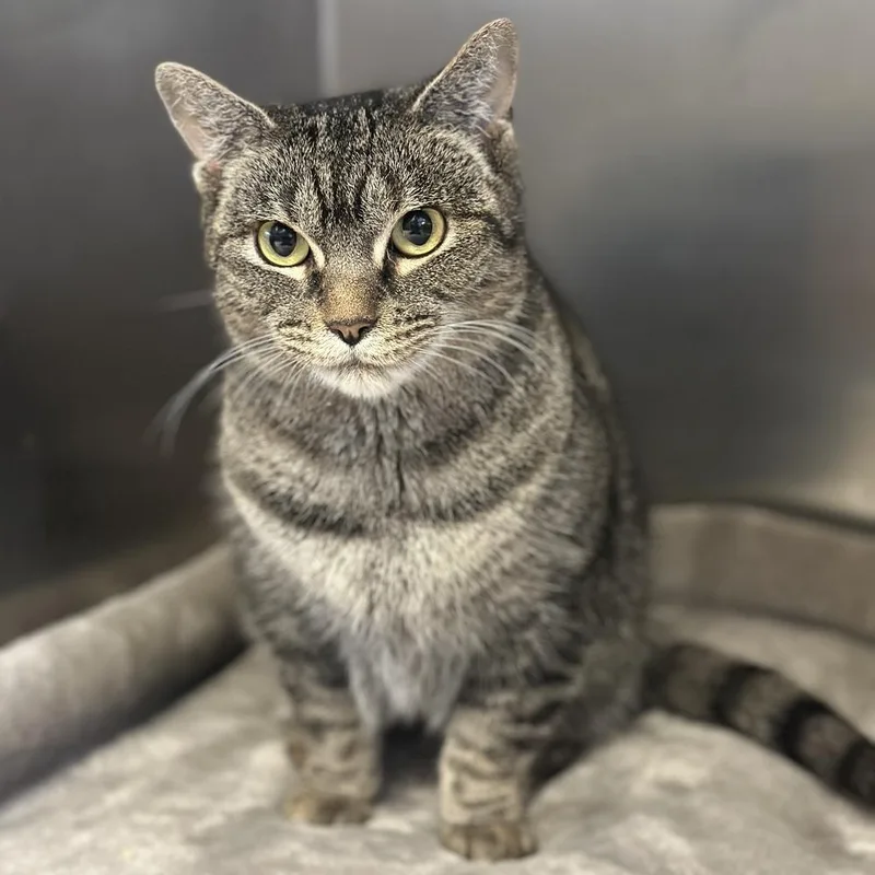 An adult small-sized female Domestic Short Hair cat named Millie for adoption in Columbus, OH