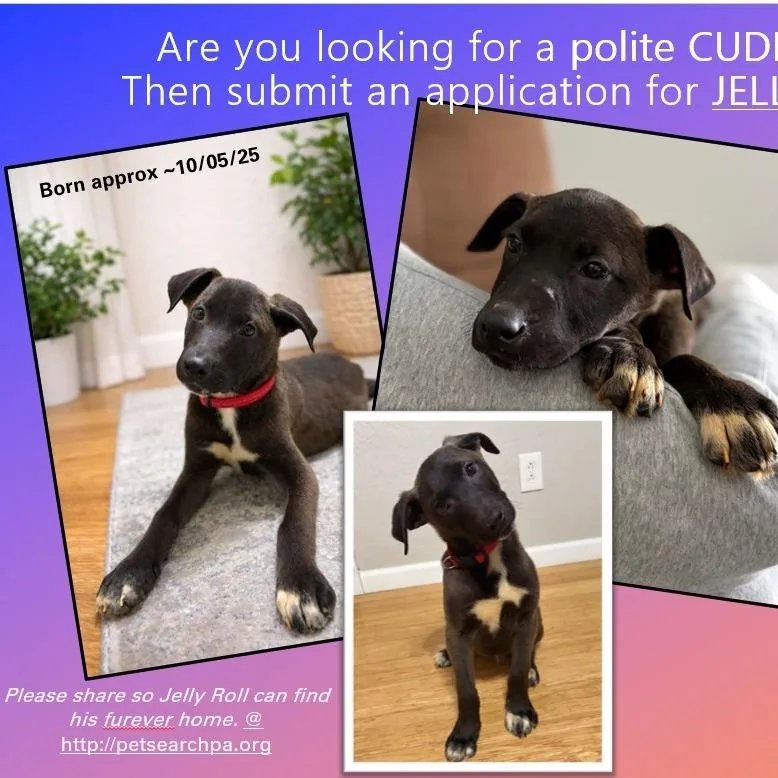 Jelly Roll thumbnail 2