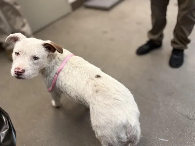 A young small-sized male Terrier dog named Alpine for adoption in Tucson, AZ