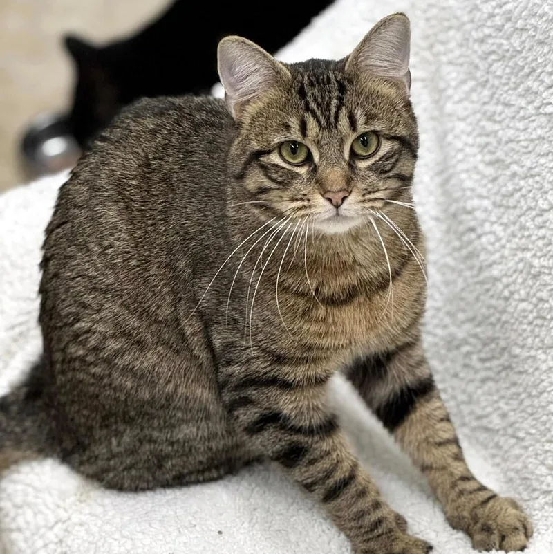 Sturgill thumbnail 3