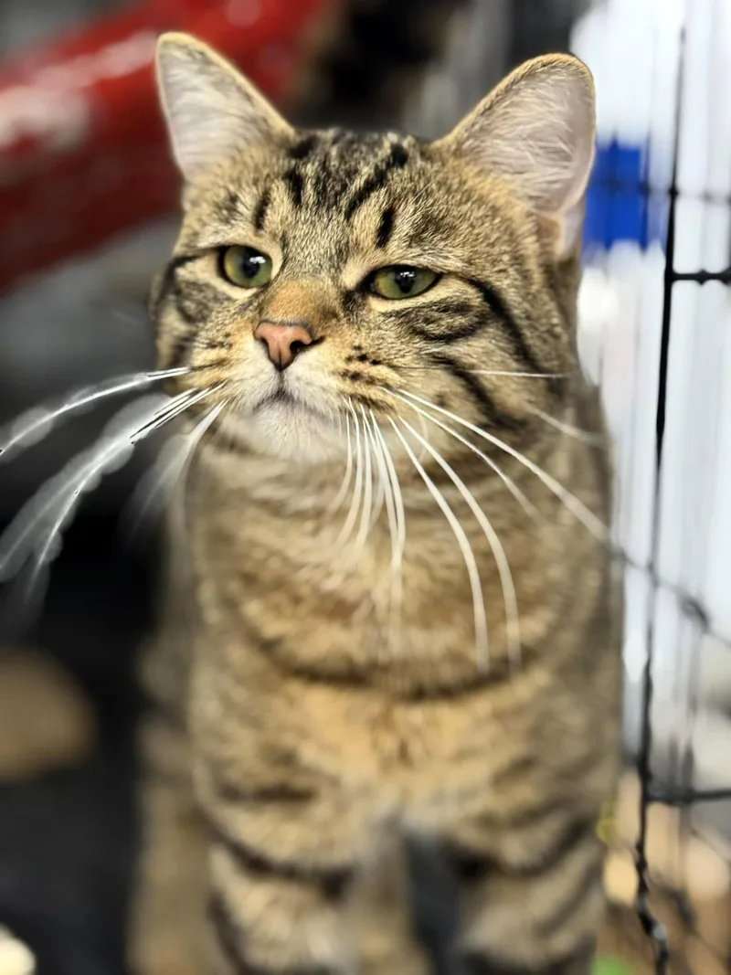 Sturgill thumbnail 4