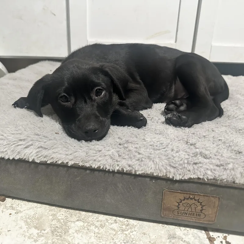 Medium Sized Puppies thumbnail 4