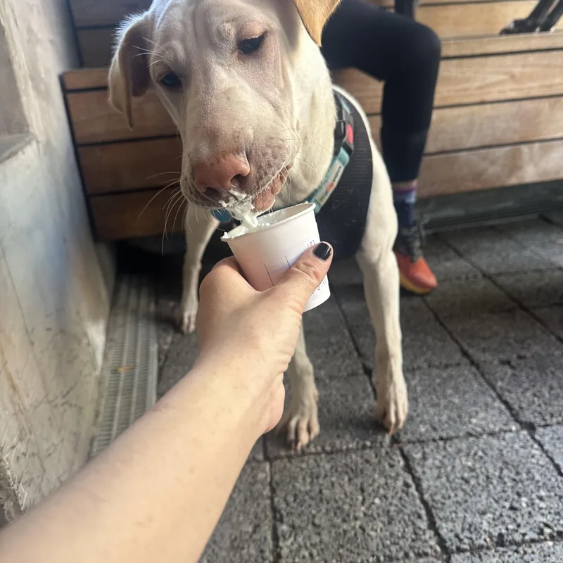 Cinderella thumbnail 3