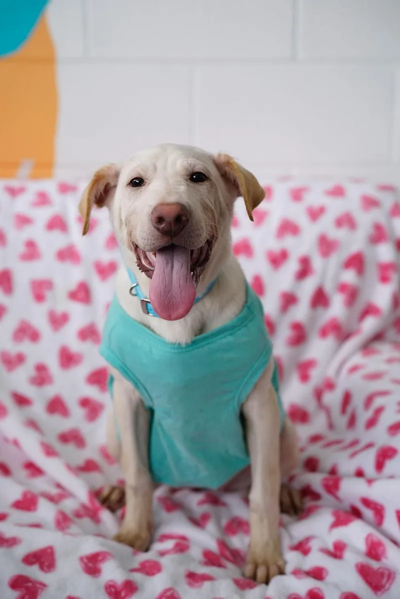 Cinderella thumbnail 5