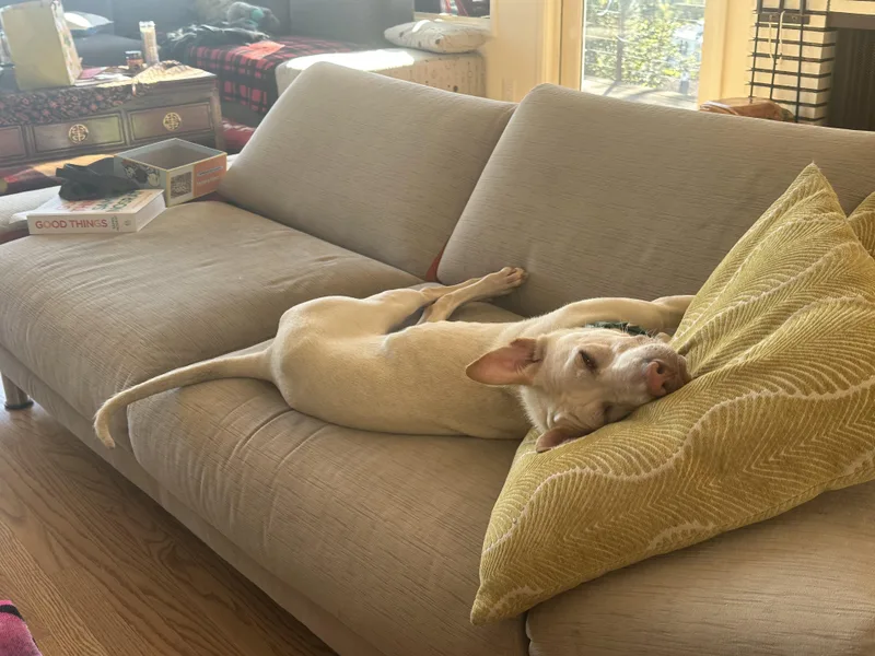 Cinderella thumbnail 6