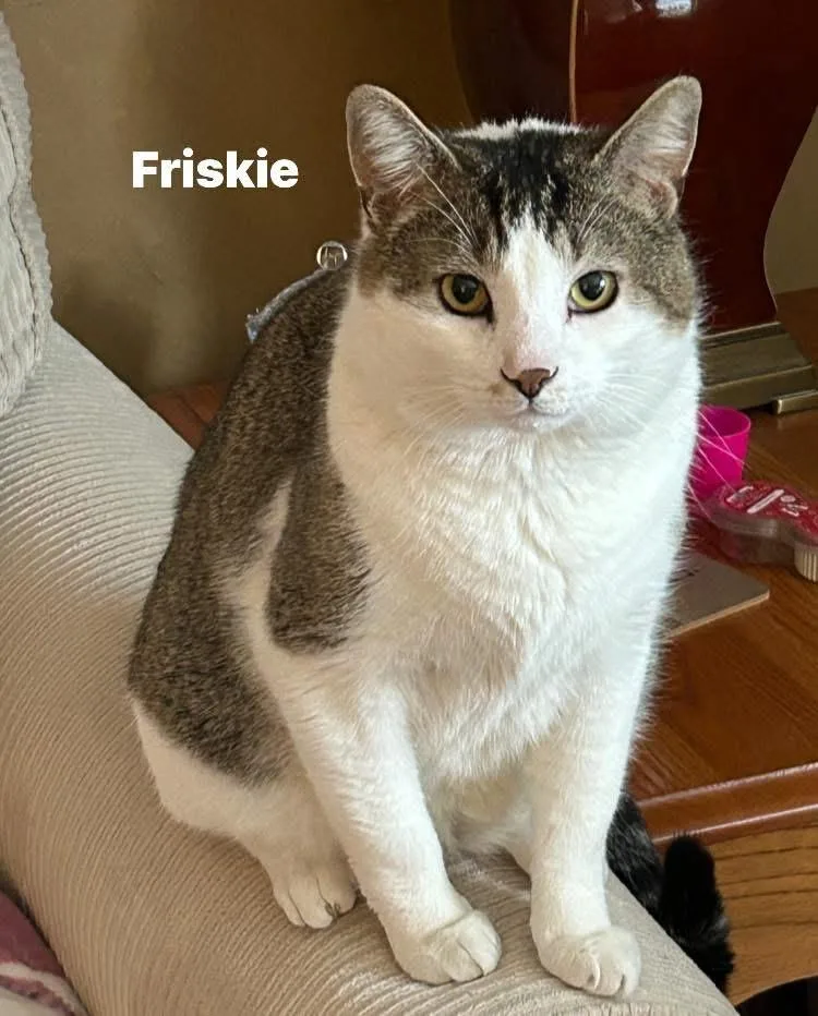 Friskie