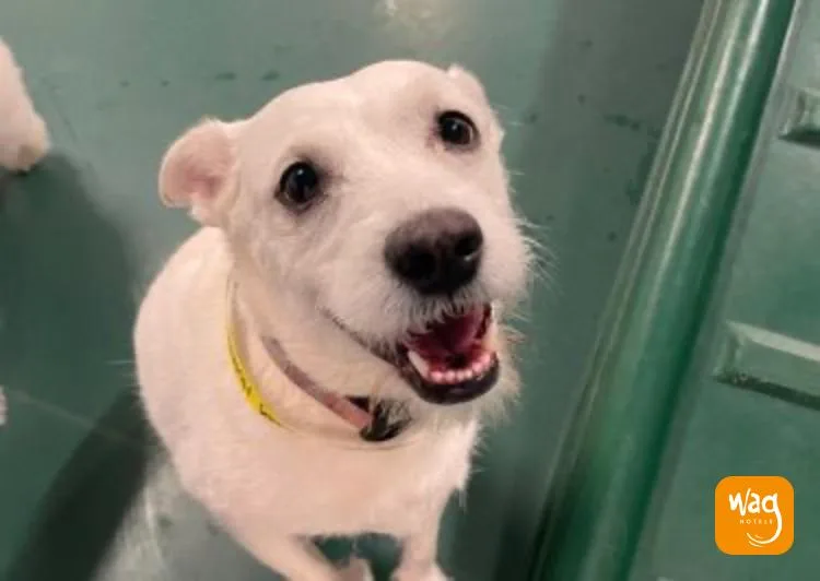 Stevie Nicks thumbnail 2