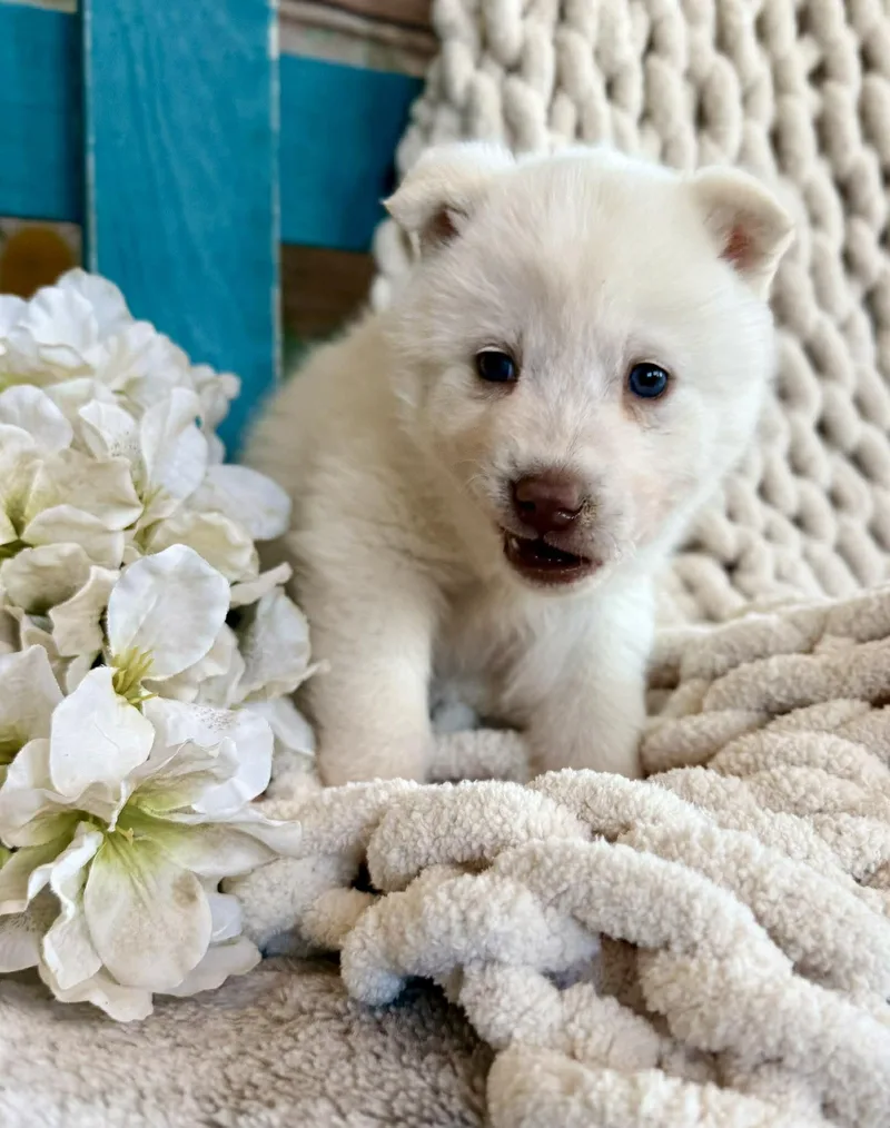 Whisper Woofington thumbnail 2