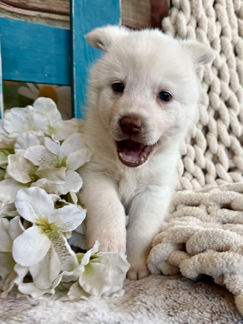 Whisper Woofington thumbnail 3